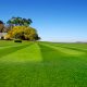 Lush green lawn near house with trees and clear sky.